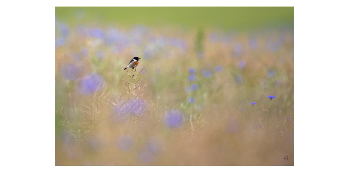 Georges Barré - Auteur Photographe Nature