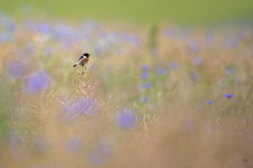 Georges Barré - Auteur Photographe Nature