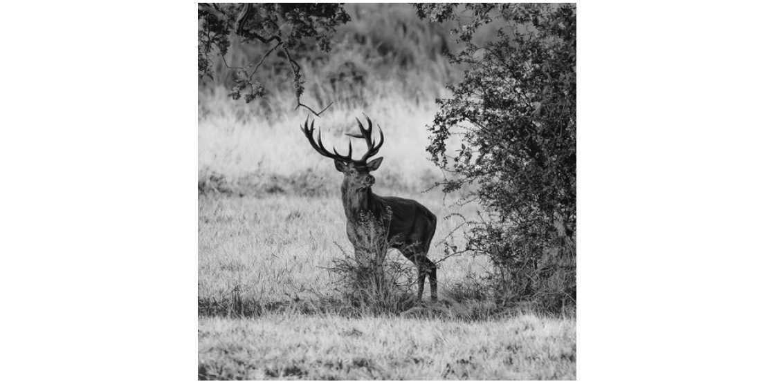 Le Brame du cerf par Philippe COURQUEUX