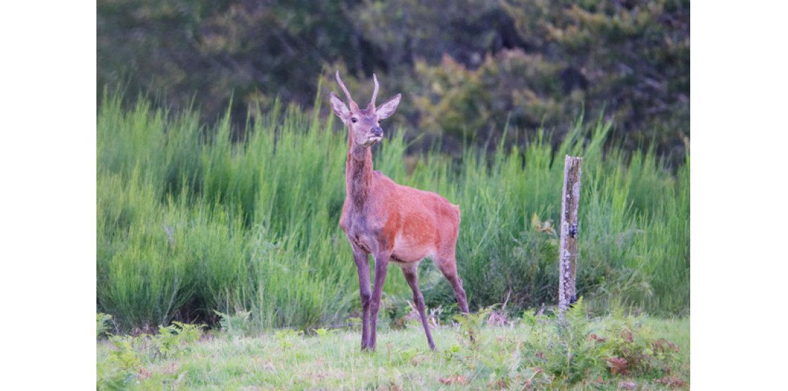 Le Brame du cerf par Philippe COURQUEUX