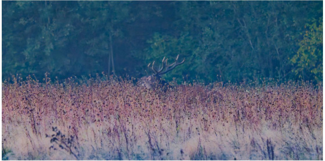 Le Brame du cerf par Philippe COURQUEUX