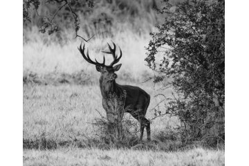 Le Brame du cerf par Philippe COURQUEUX