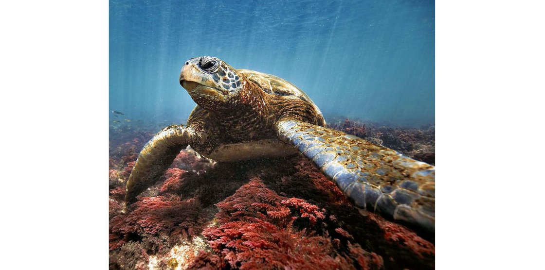 La photographie sous-marine