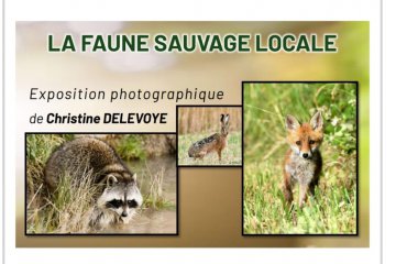 Exposition "La faune sauvage locale "