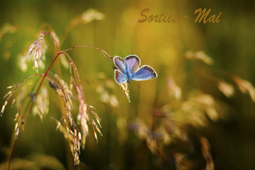 Sorties nature - Mai 2026