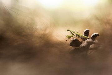 ©Patrick  Goujon