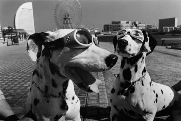 Elliot Erwitt - Yokohama